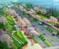 岷东新区将打造岷东 中国樱花第一城